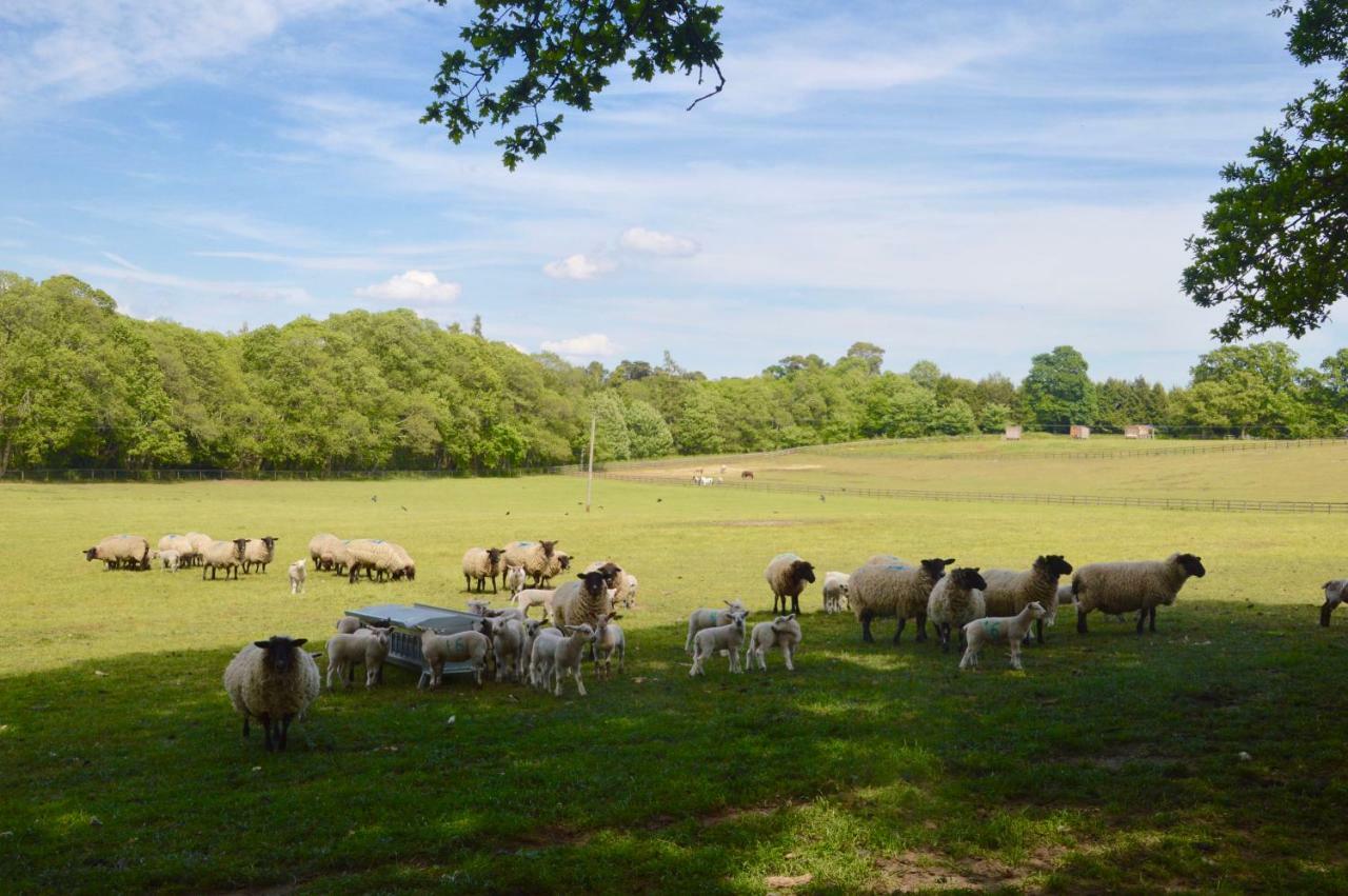 Appartamento The Hideaway-South Downs National Park Graffham Esterno foto